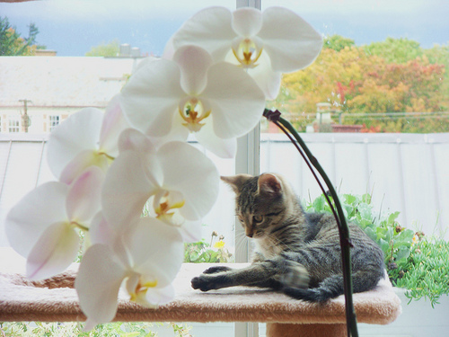 https://secure.flickr.com/photos/cygnus921