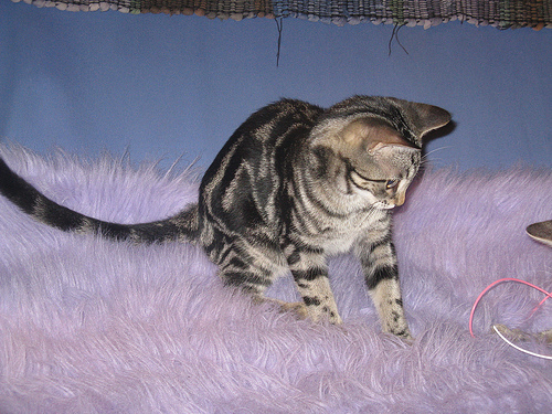 https://secure.flickr.com/photos/cygnus921